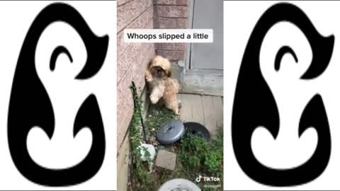 TRY NOT TO SAY AAWWWW! - FUNNY DOGS ON TIKTOK