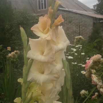 Dull Gladiolus