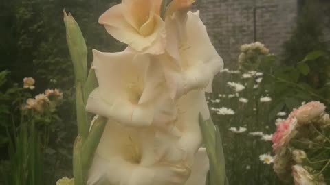 Dull Gladiolus