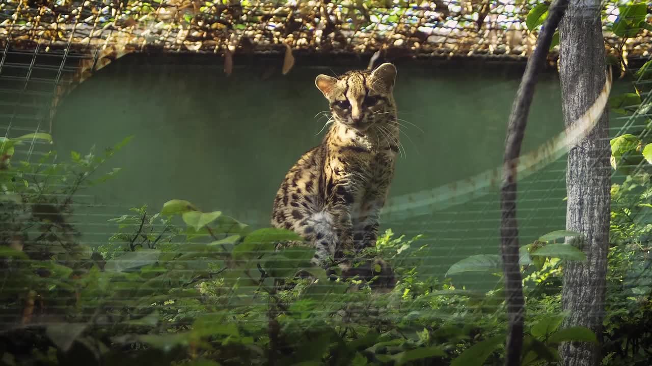 Leopard Mammal Carnivorous Feline Asian Footage