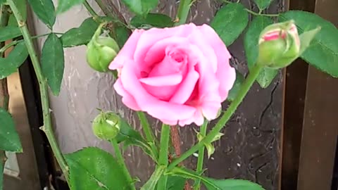 Roze garden