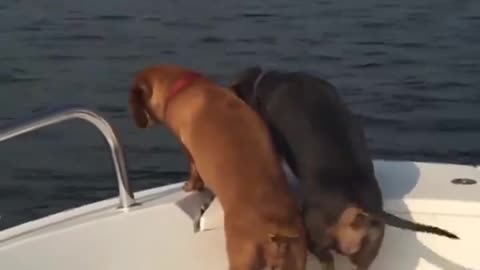 Dog Happy To Be On The Boat