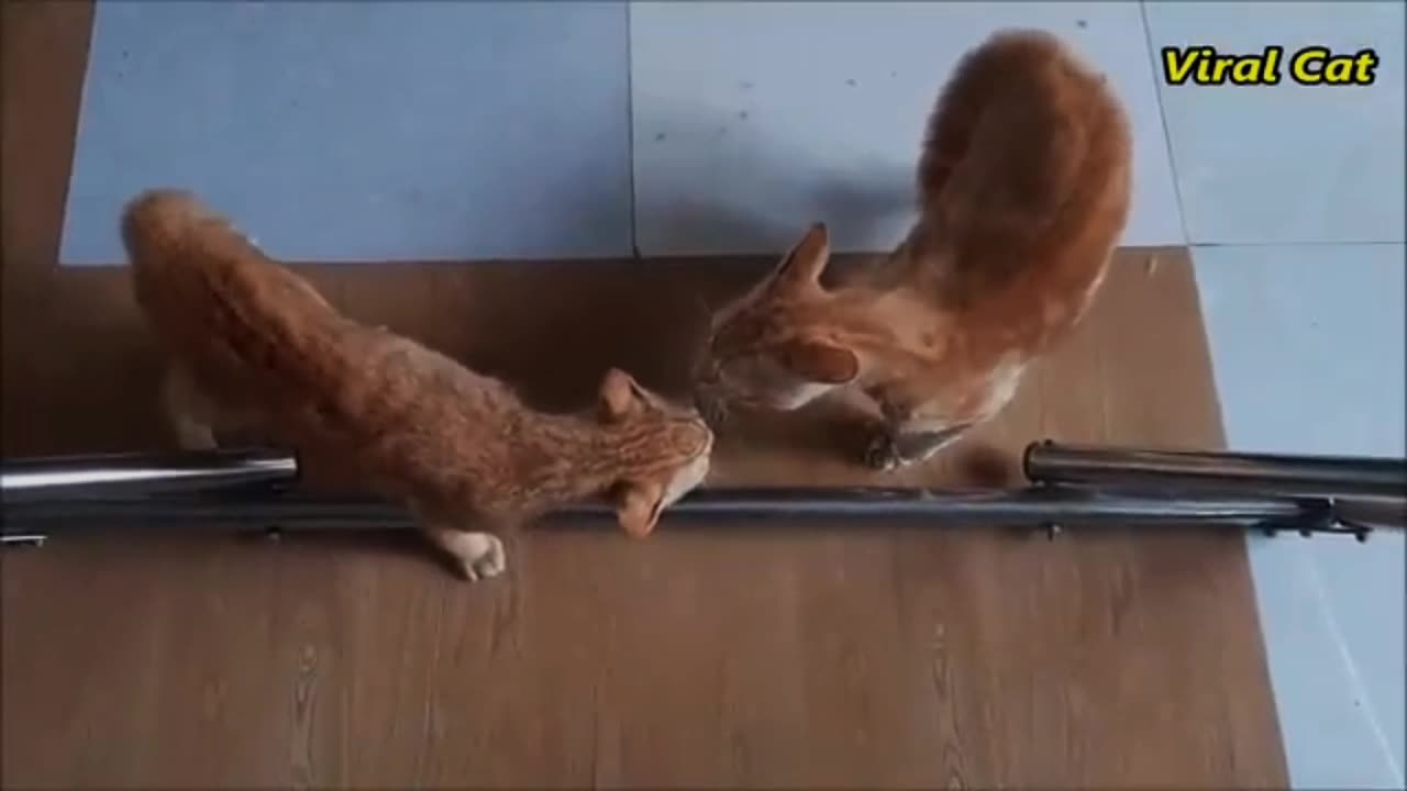 Funny cats