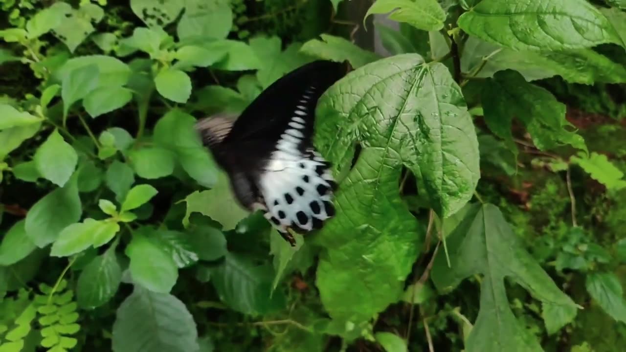 The Secret World of Butterflies A Close-up Look at Their Beauty