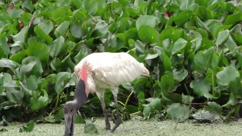 Amazon jungle animal view