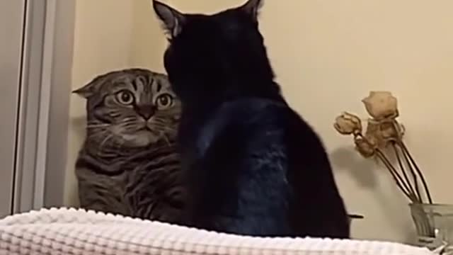 Cat: What do you want me to do