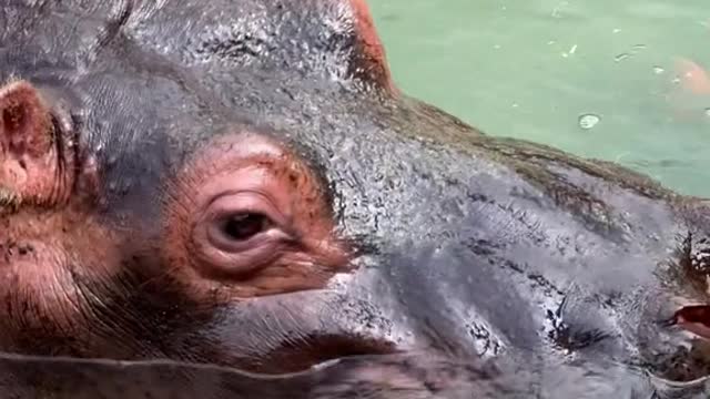 hippo