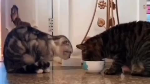 Cat emotion video