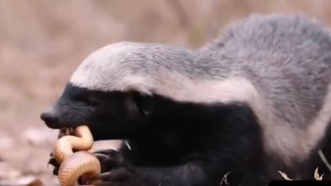 How to make a new car is in the worthy to get a new car