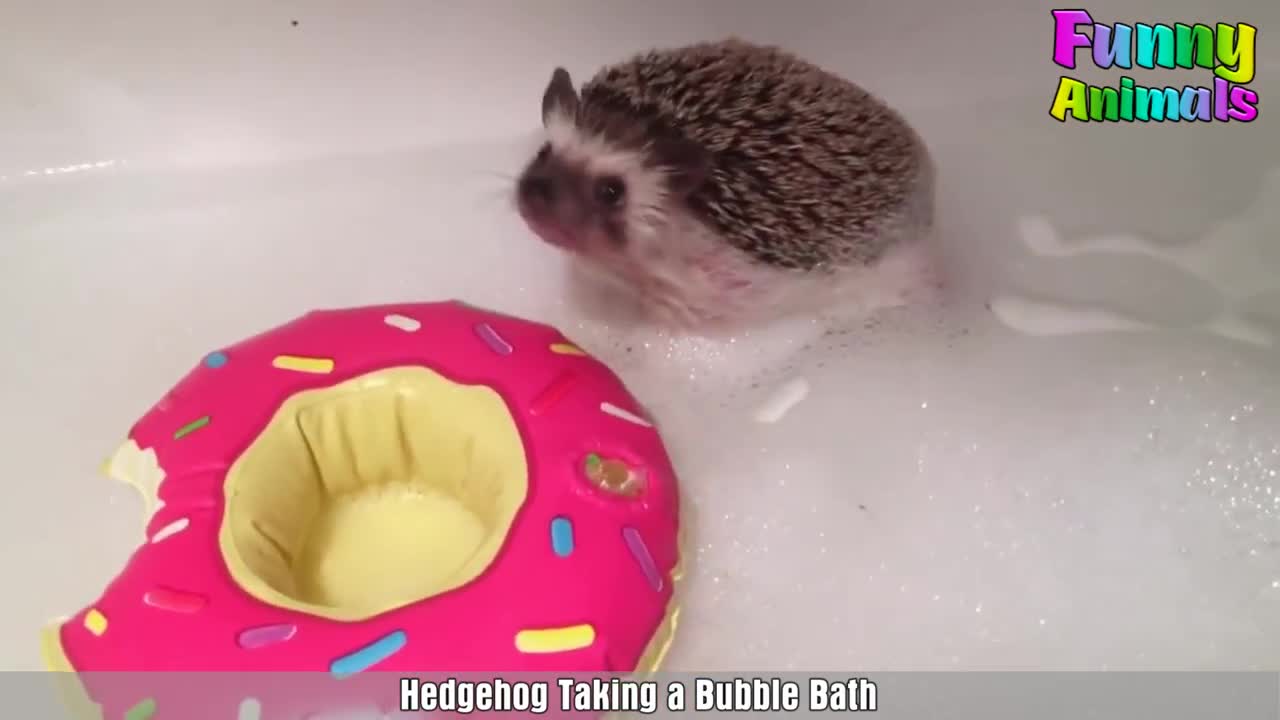 Cute Hedgehog Gets A Bath - Cutest Pets Video