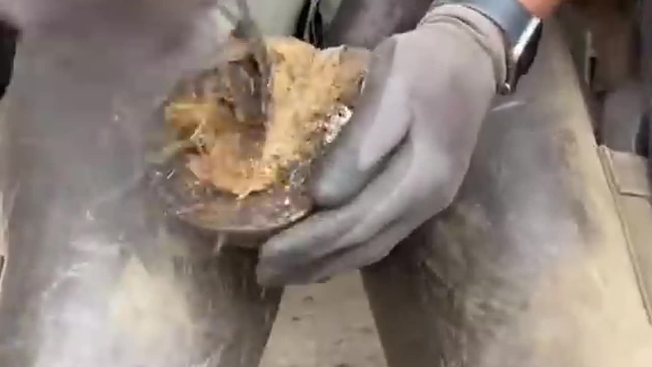 ASMR Horse foot cleaning