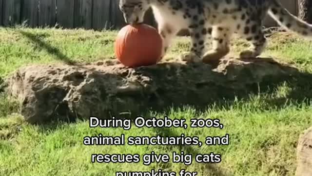 During October, zoOs, animal sanctuaries, and