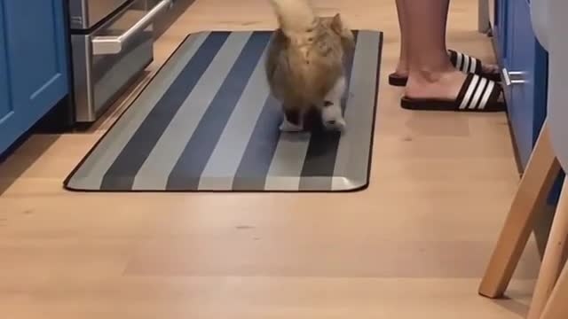 This cat is very hungry