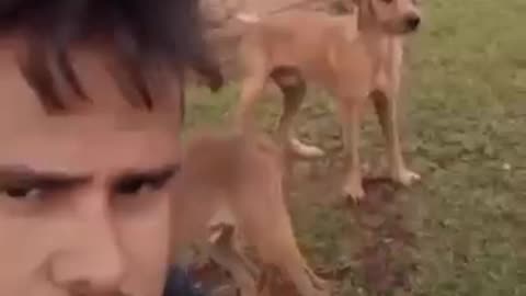 Very funny animal video😂