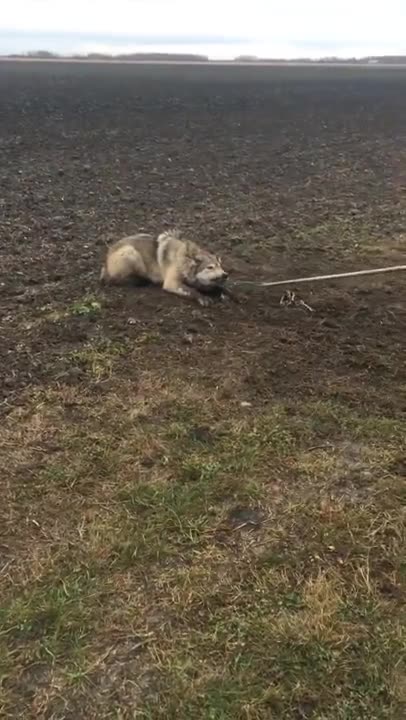 Timber Wolf released NW Minnesota