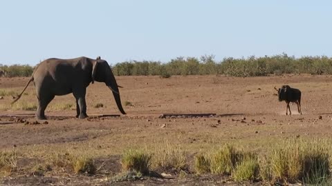 Elephant VS Wildebees