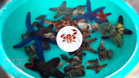 Starfish, Sea urchin, Crabs, Shrimp, Seashell, Colorful fish_Cut