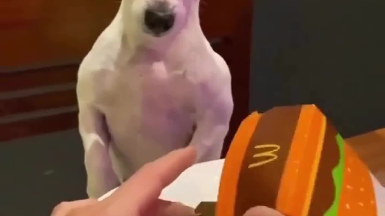 Dog serious on owner why you give me very low size food