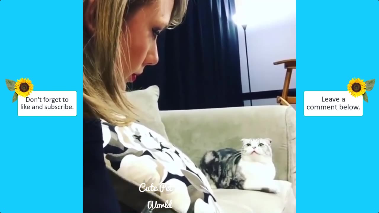 Taylor swift funny animals