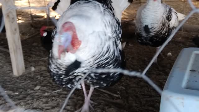 Turkey Gobbles