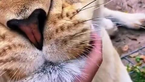 Hungry Cute Lion