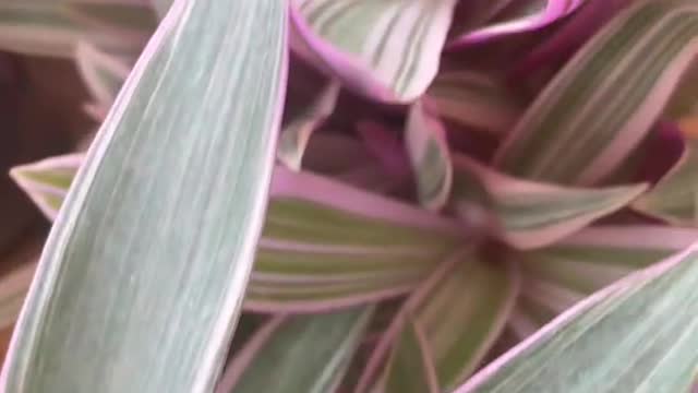 fine leaf purple flower