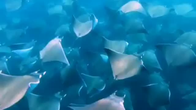 Mobula Rays