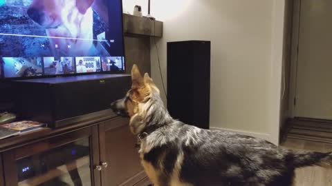 German Shepherd Howling Challenge!