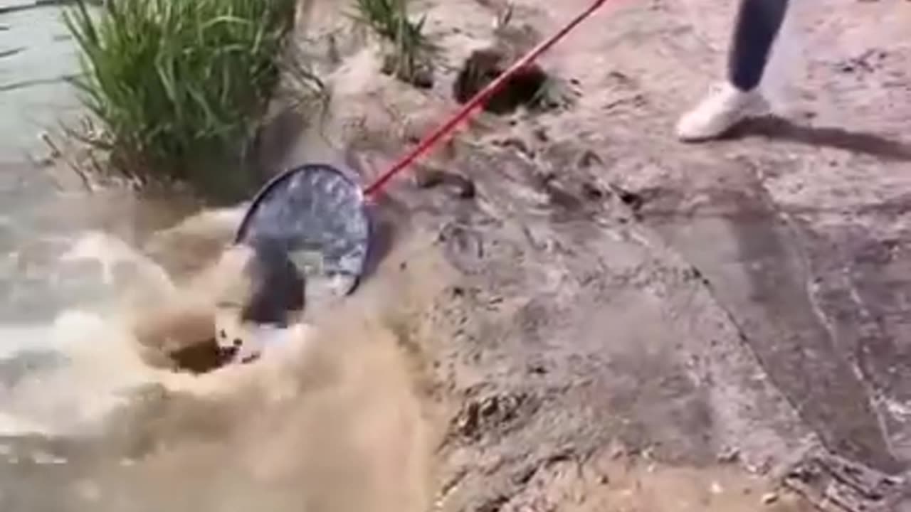 Amazing Rural Fishing Video 🐟 Best Asian Fishing Technique