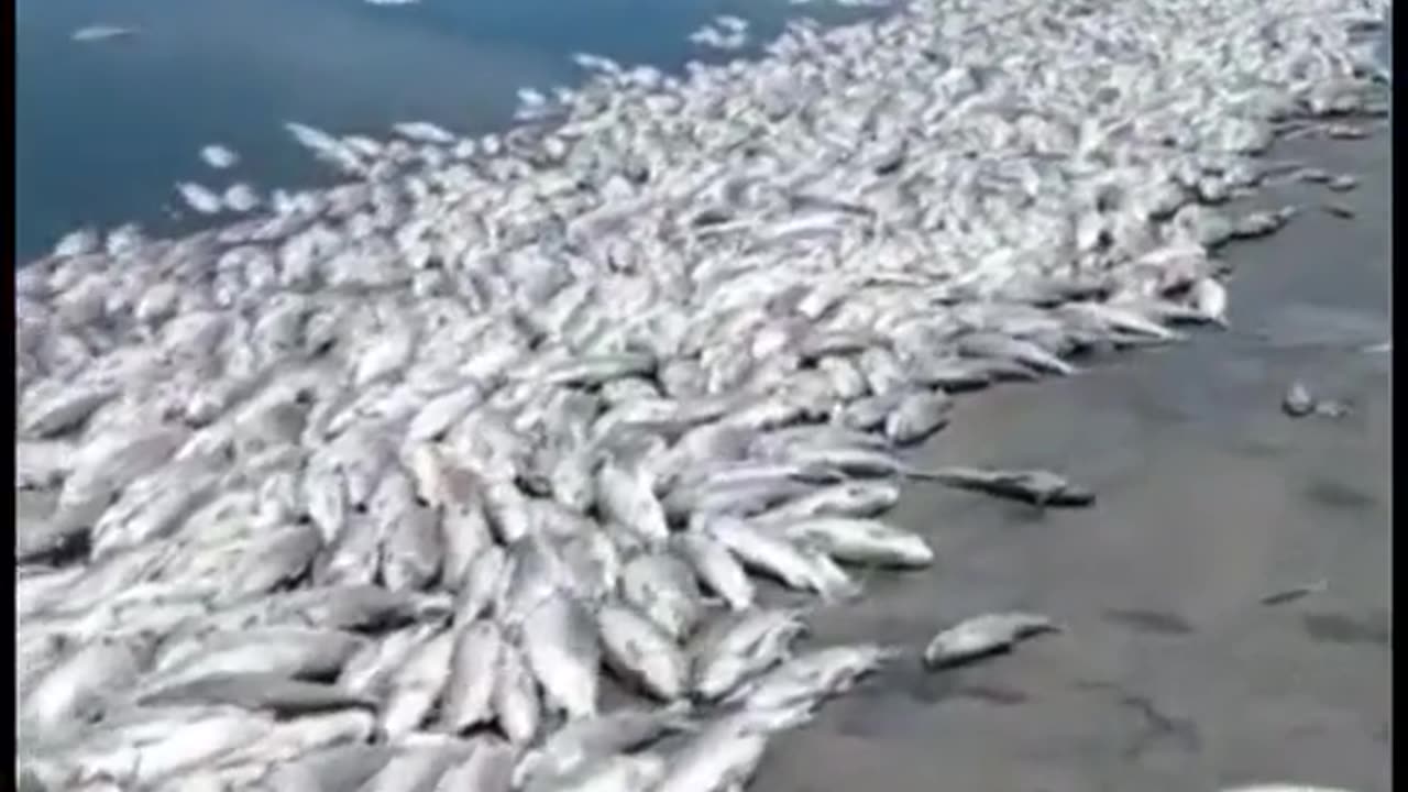 Fish affected by chemical spills in USA