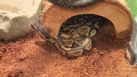 Python Got Stuck
