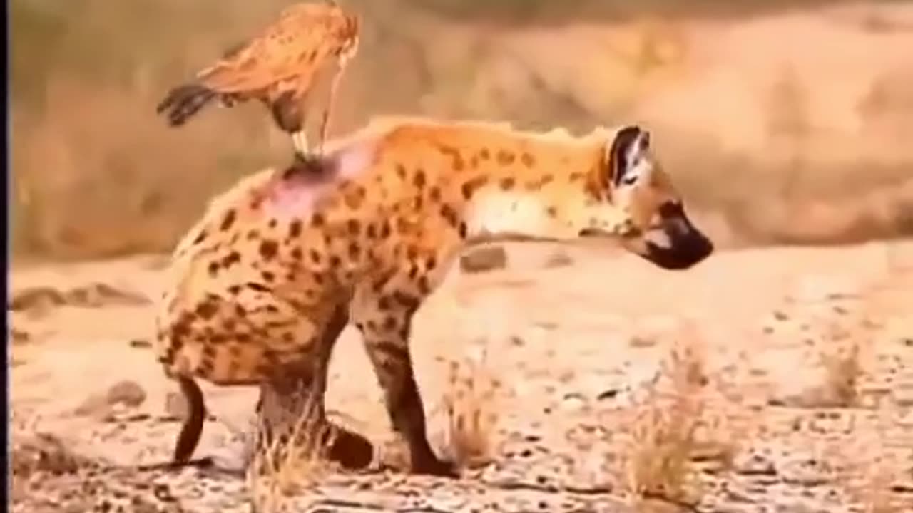 Hyena was eaten alive by a bird- animal planet