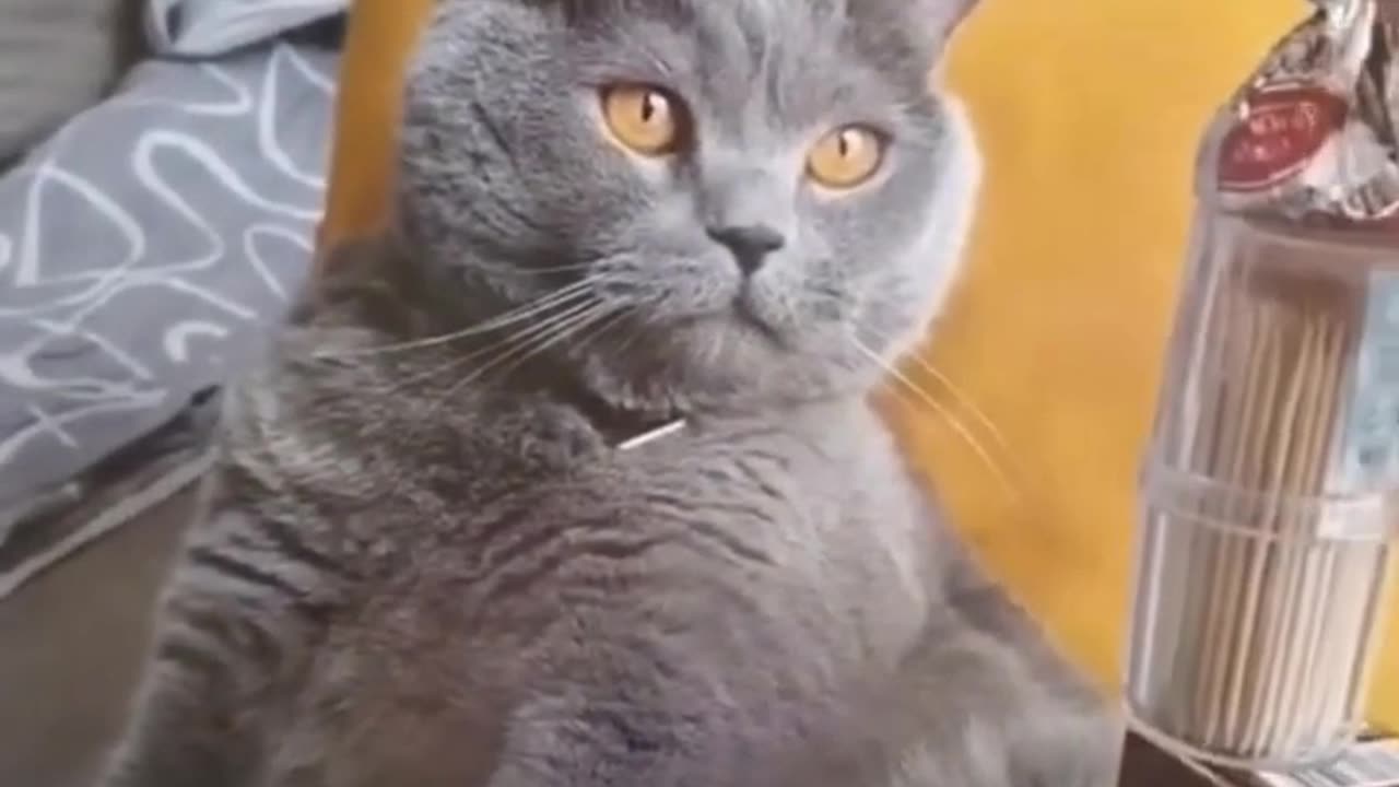 Funniest Cats And Dogs Video PART 2 #MJ4FUN