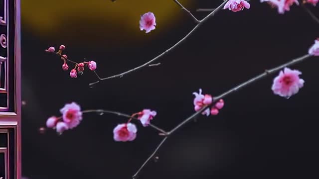 Acacia rain between plum