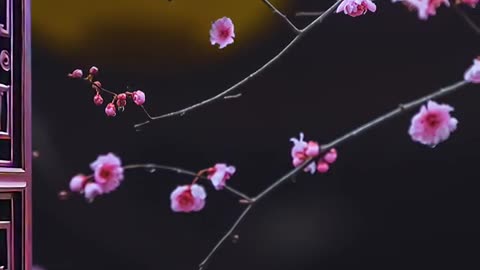 Acacia rain between plum