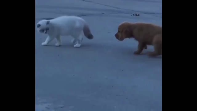 Cute dog with the mission impossible to follow the cat