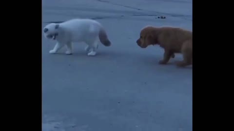Cute dog with the mission impossible to follow the cat