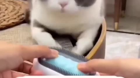 Cat brush 🤗😽😺