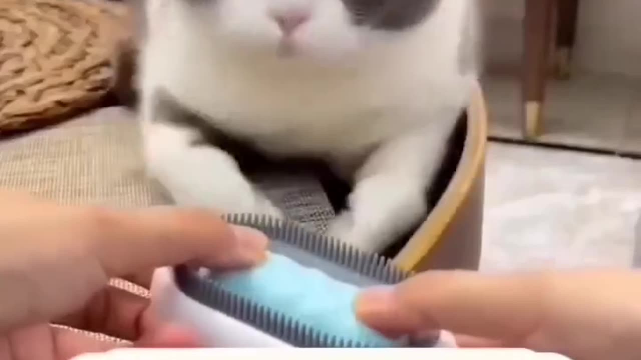 Cat brush 🤗😽😺