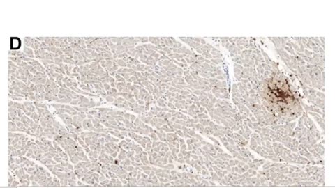 Dr. John Campbell, German photographs