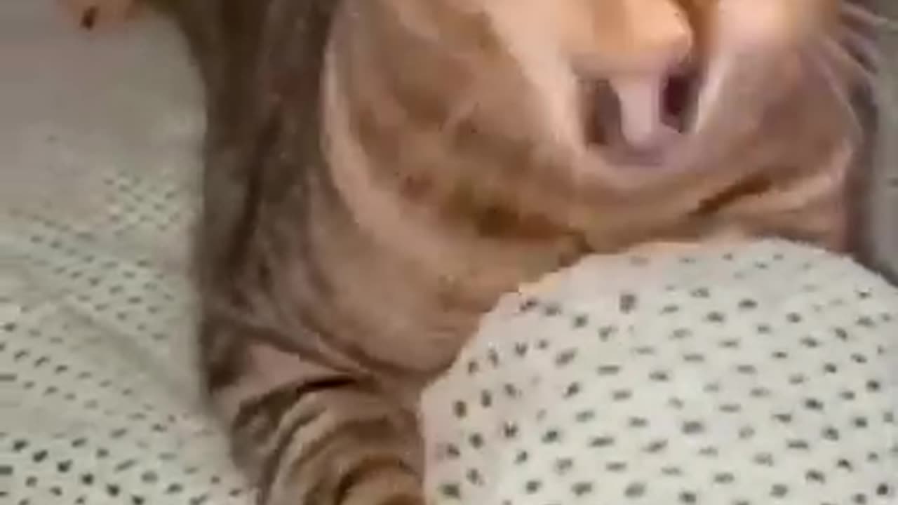 Funny cats Reaction