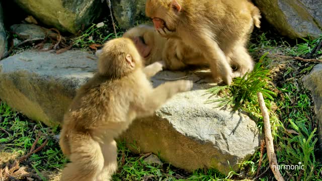 Dolby Digital Snow Monkeys in Harmonic 4K Demo