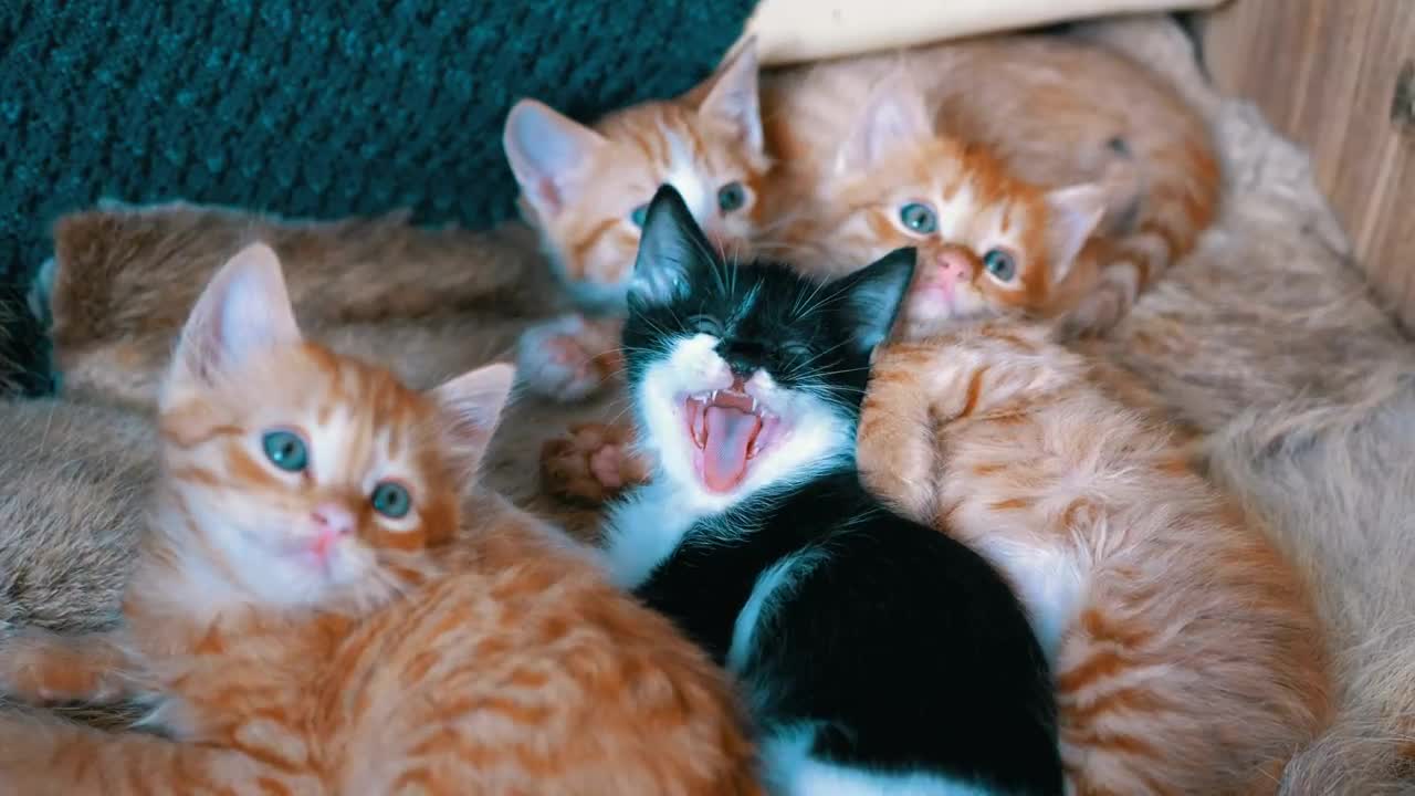 Little cats lying on an armchair