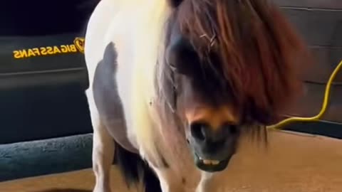 minihorse#horse#horseoftiktok