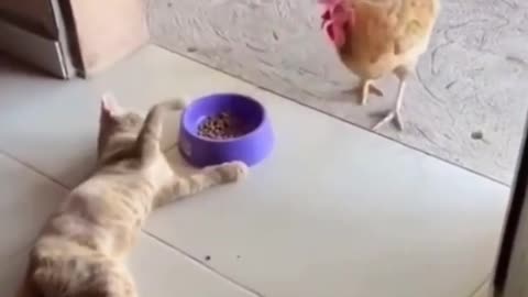 Cat and hen video