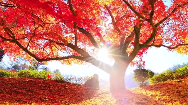 When the wind blows a leaf, all things have shocked autumn.