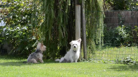 Best friends peaceful afternoon in the garden so funny and cute