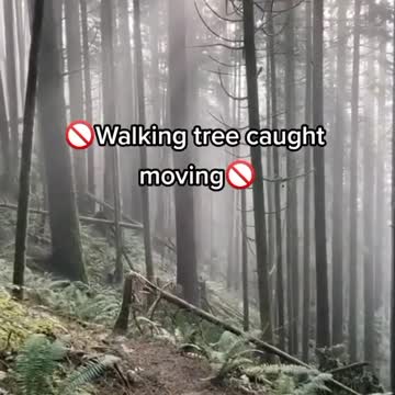 Trees moving by themselves