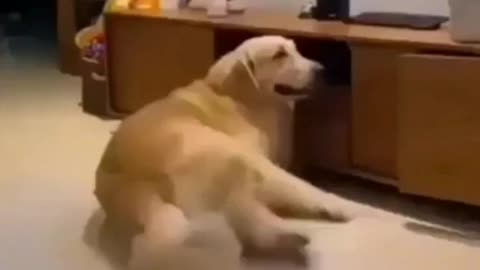 Dog funny video