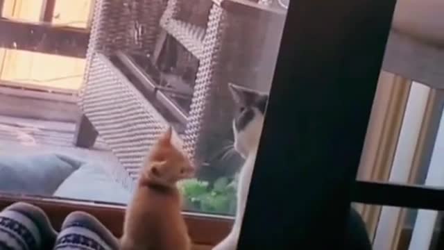 Have you seen a cat's thumb?